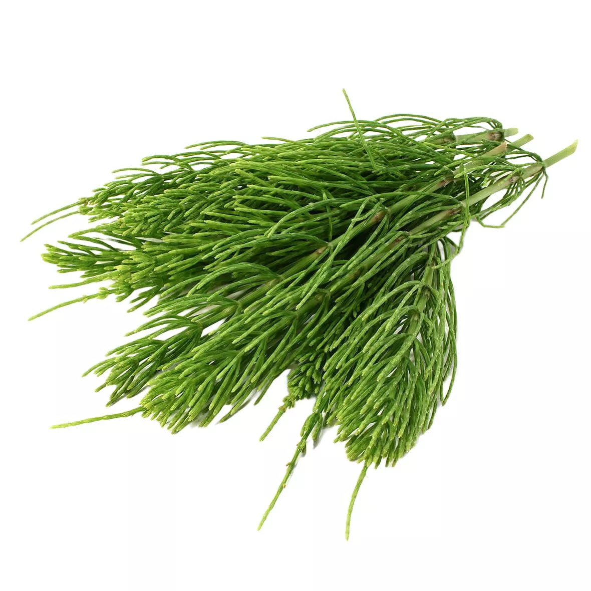 Экстракт хвоща полевого