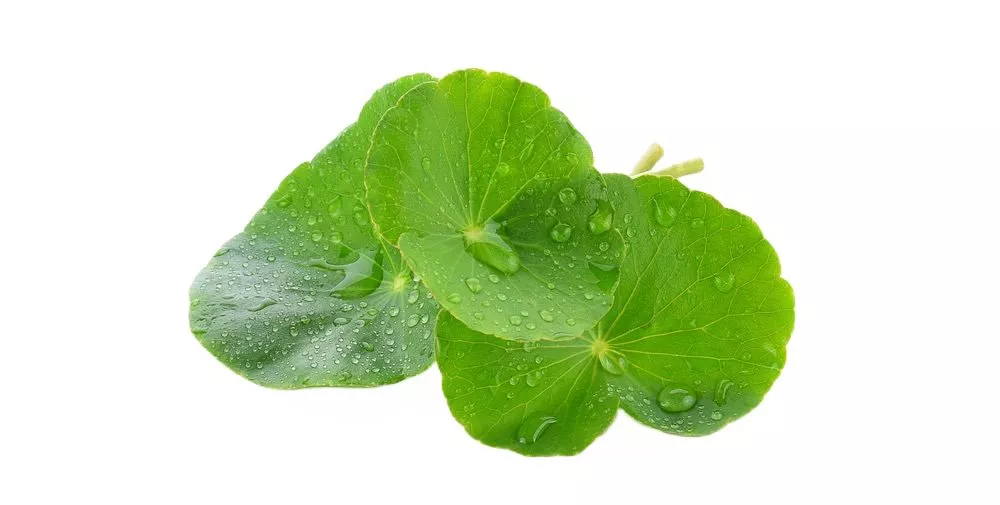 Экстракт центеллы азиатской