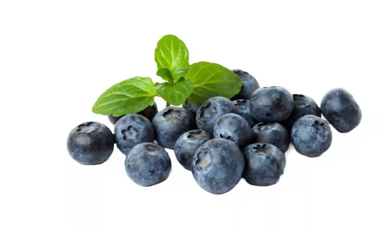 Экстракт плодов черники