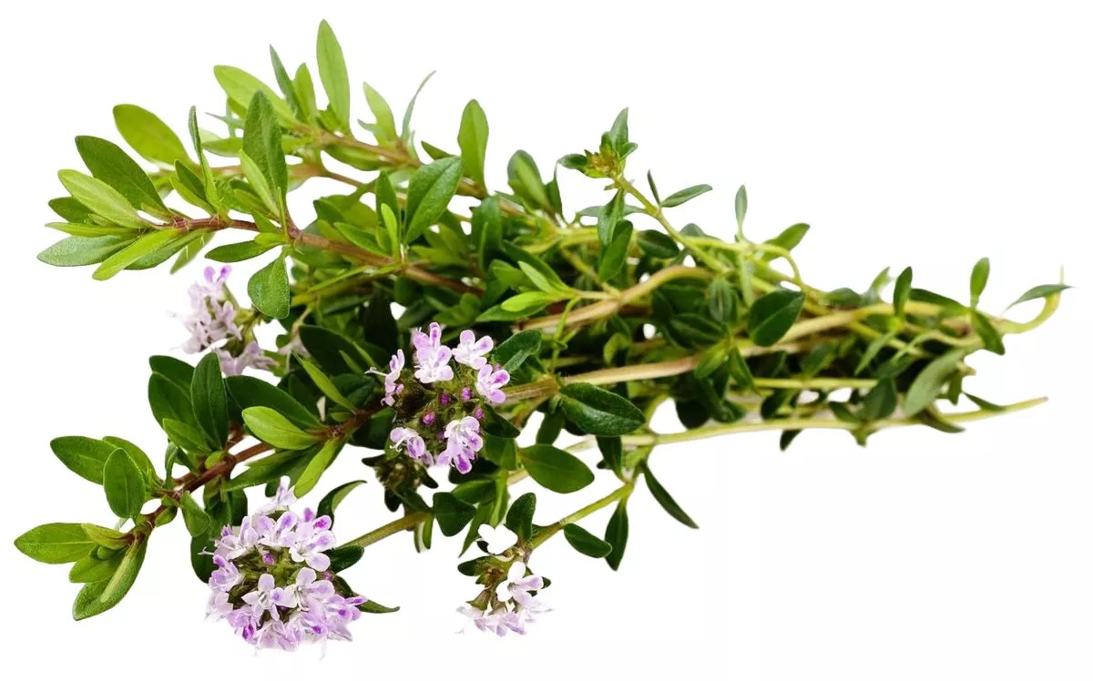 Экстракт тимьяна обыкновенного