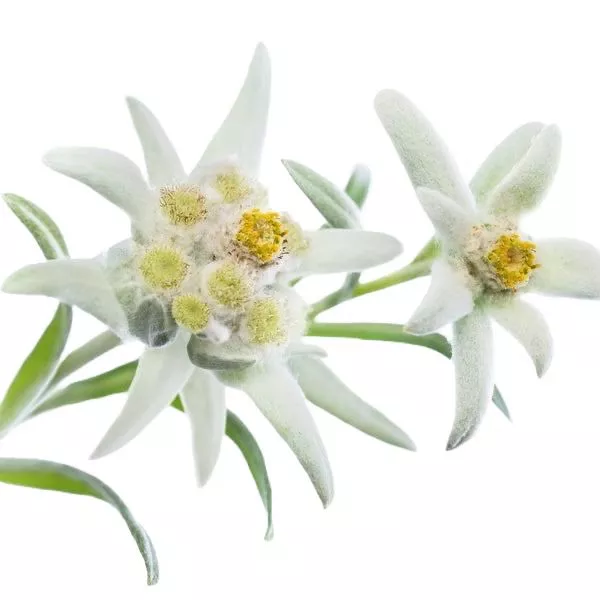 Экстракт эдельвейса