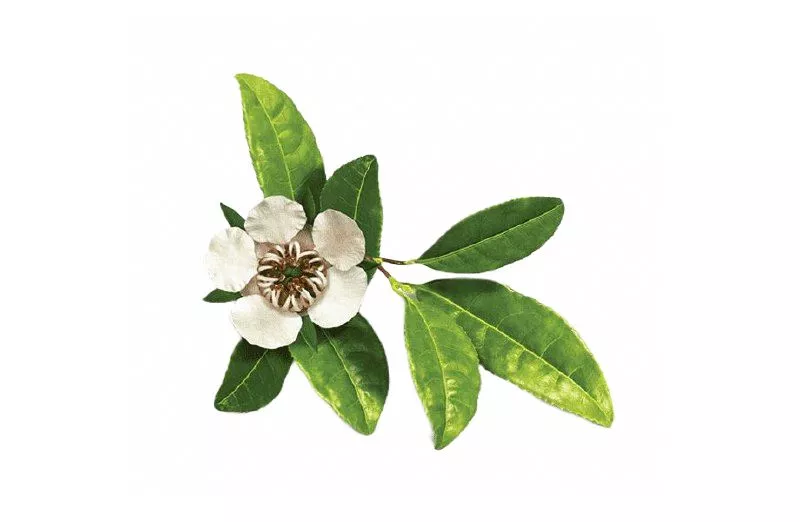 Экстракт чайного дерева 