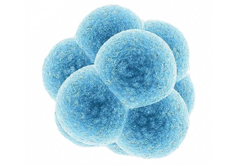 Растительные стволовые клетки