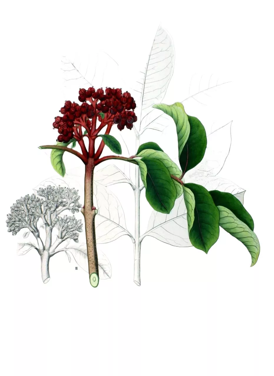 Экстракт рутоплодной эводии