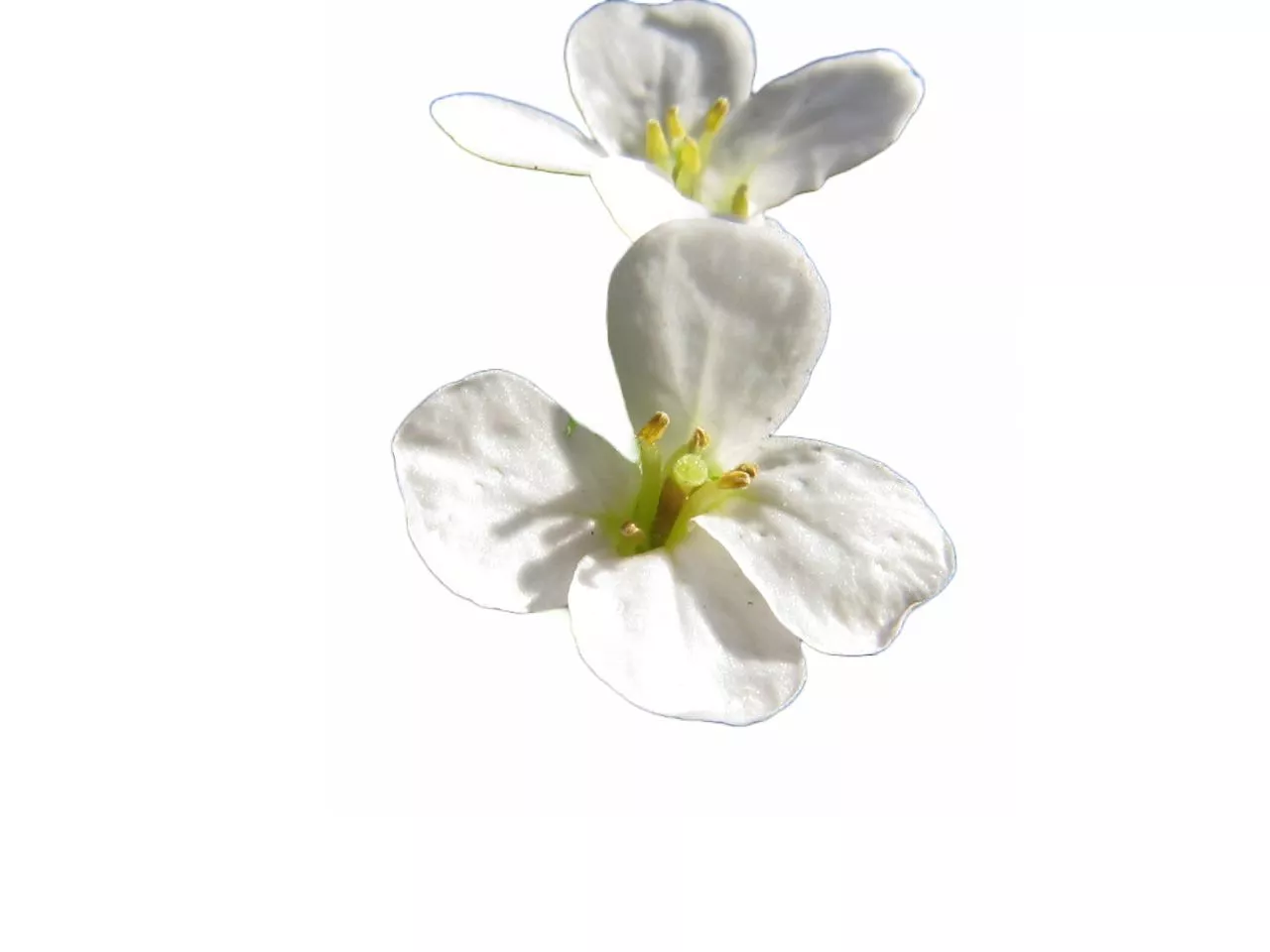 Экстракт Резуховидки Таля