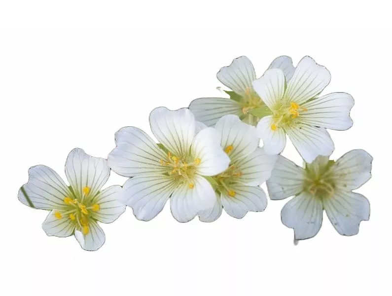 Эстолид Пенника Лугового и Дельта-лактон Пенника Лугового