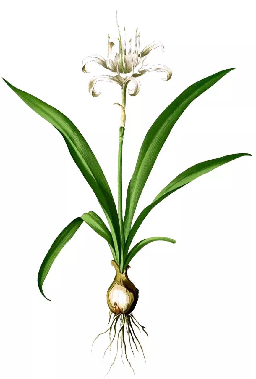 Экстракт растения панкрация морского