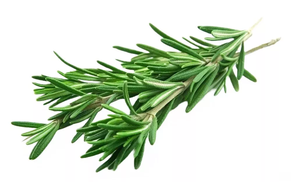 Экстракт мелисы и розмарина лекарственного