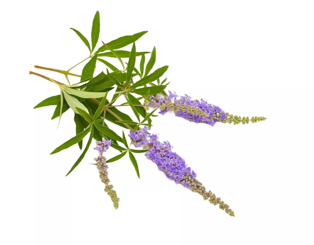 Экстракт плодов прутняка трехлистного 