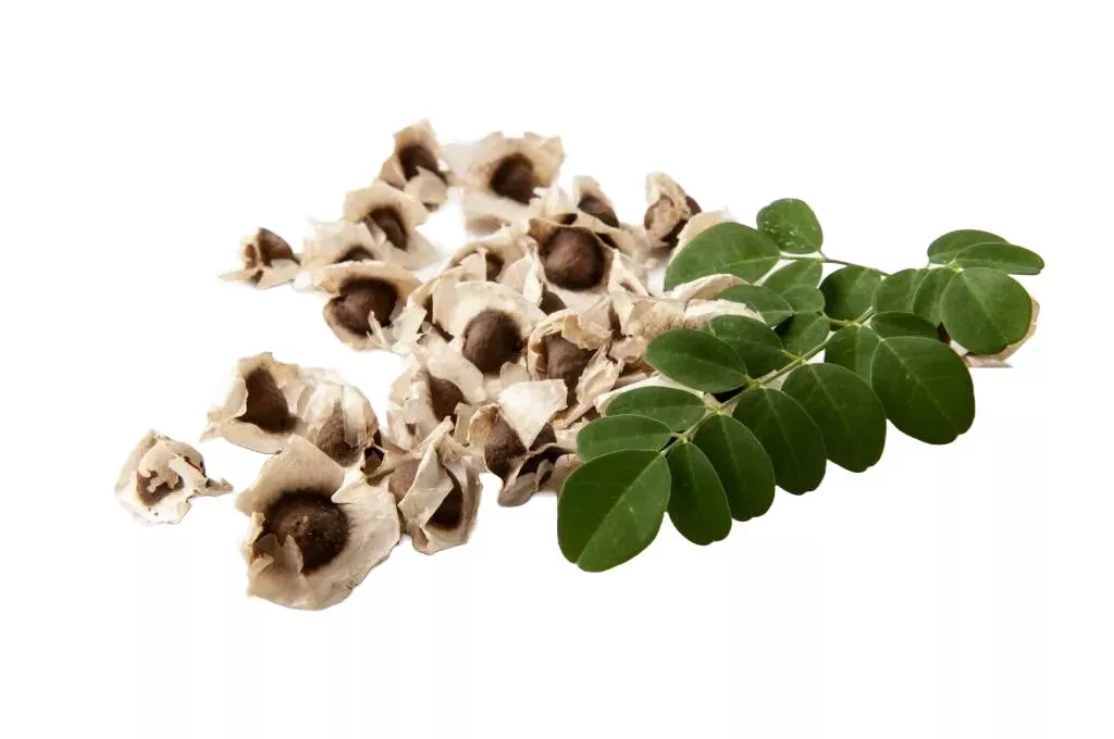 Масло моринги