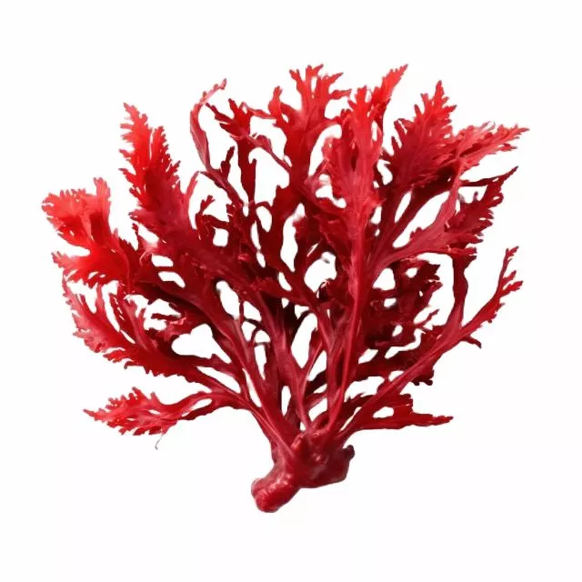 Экстракт красных водорослей