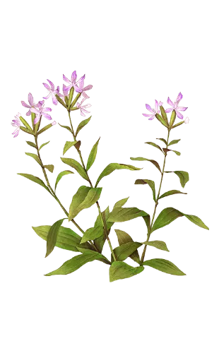 Экстракт мыльнянки