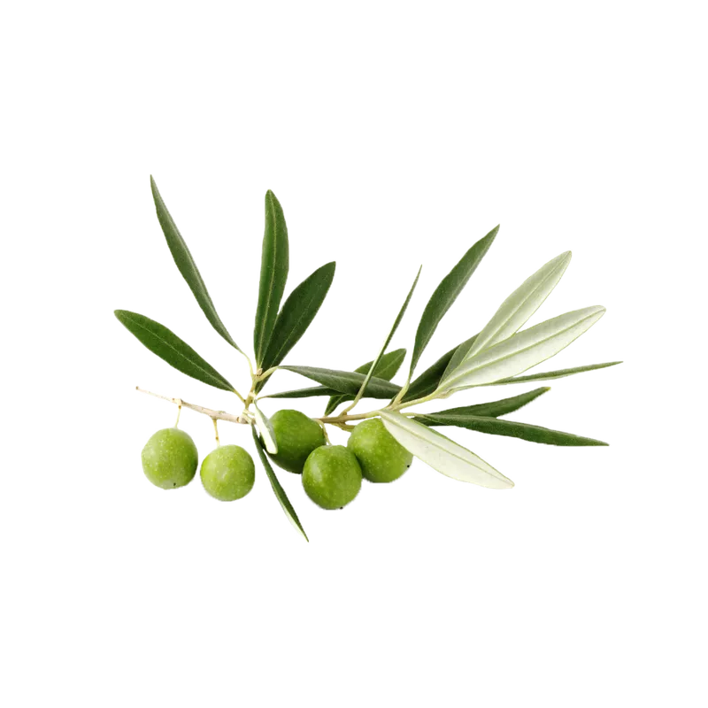 Экстракт листьев оливы европейской