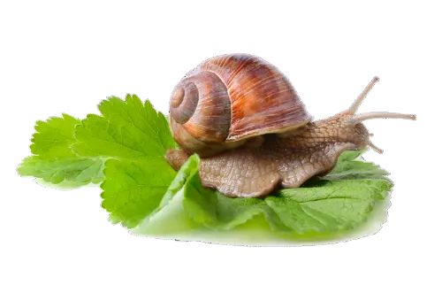 Фильтрат секрета улитки