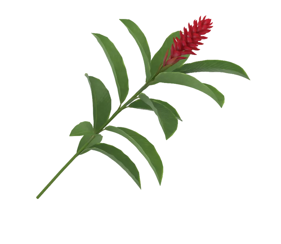 Экстракт листьев Альпиния галанга