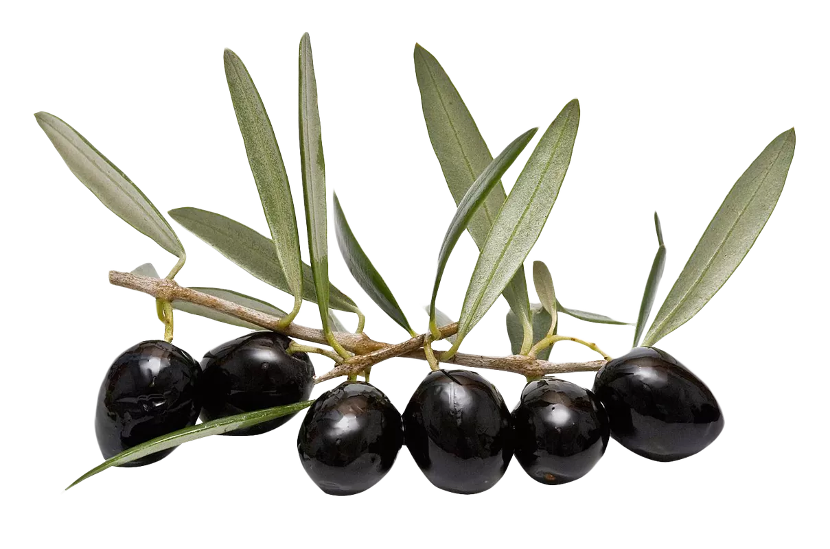 Стволовые клетки дикой оливы