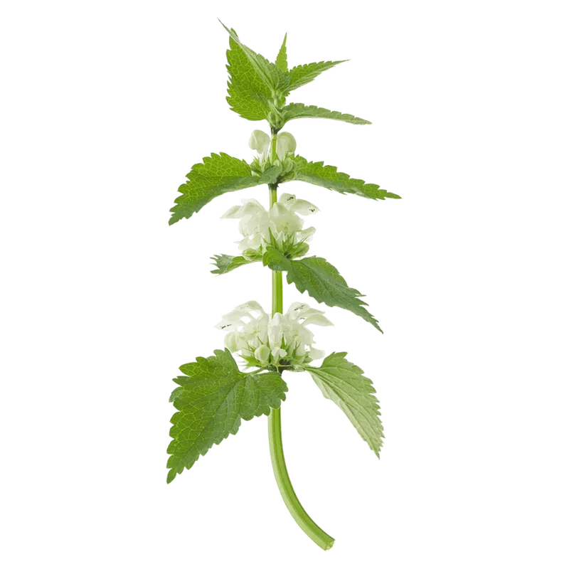 Белая крапива