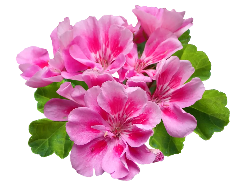 Эфирное масло герани