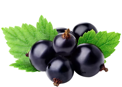 Масло чёрной смородины