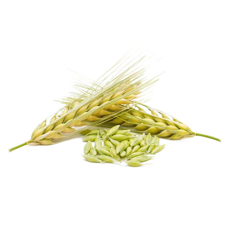 Экстракт ячменя двурядного