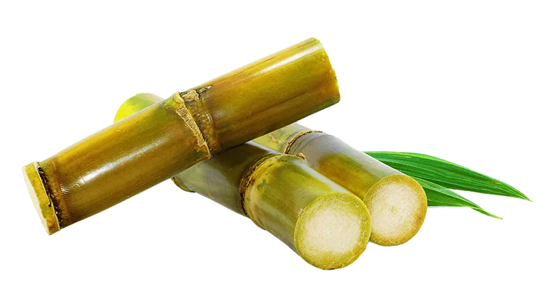 Экстракт тростника обыкновенного