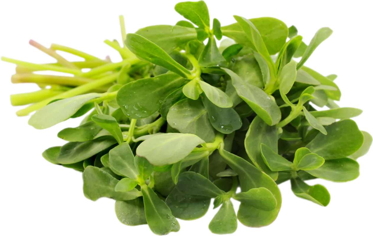 Экстракт портулака