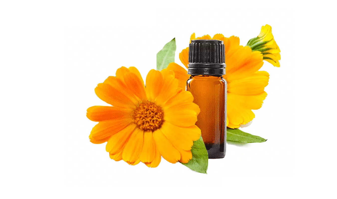 Экстракт календулы