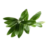 Масло чайного дерева