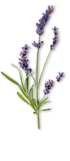 Морская лаванда