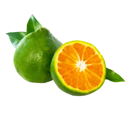 Концентрат зеленого мандарина