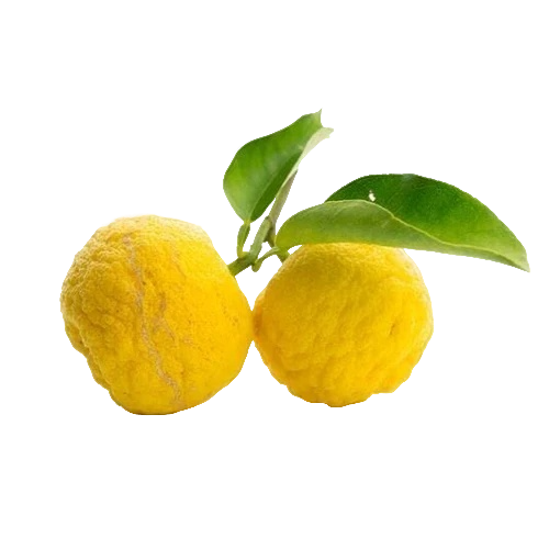 Экстракт ЮДЗУ